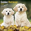 Golden Retriever Puppy Calendar